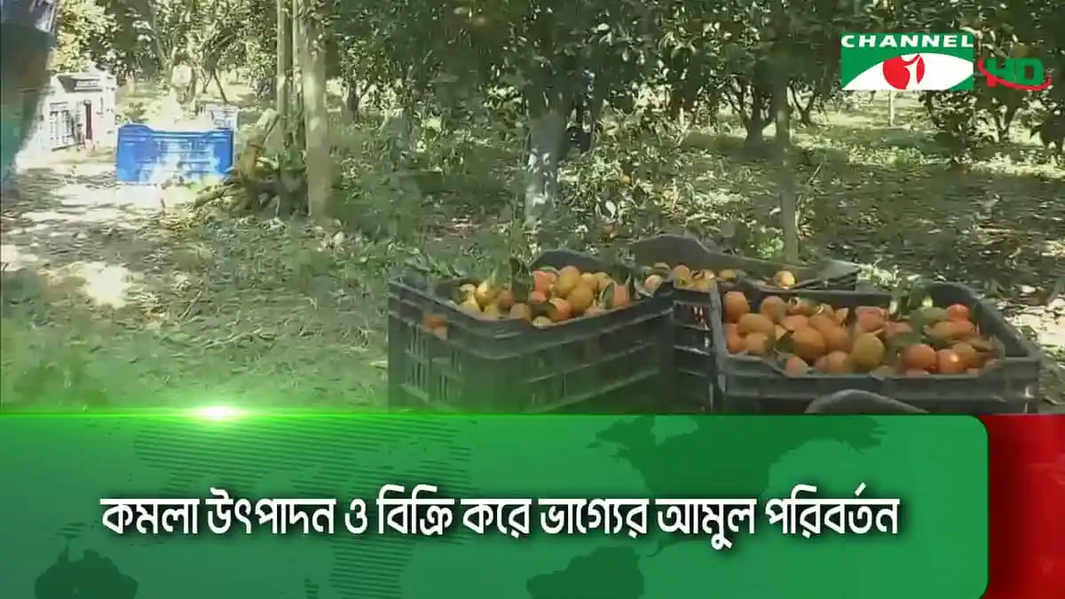 মেহেরপুরে চায়না থ্রি জাতের কমলা সংগ্রহের দৃশ্য. Channel i News - চ্যানেল আই নিউজ