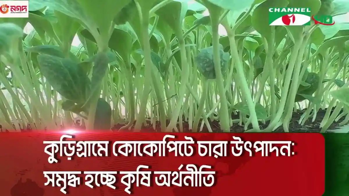 কুড়িগ্রামে কোকোপিটে চারা উৎপাদন, কৃষি অর্থনীতি সমৃদ্ধ. Channel i News - চ্যানেল আই নিউজ