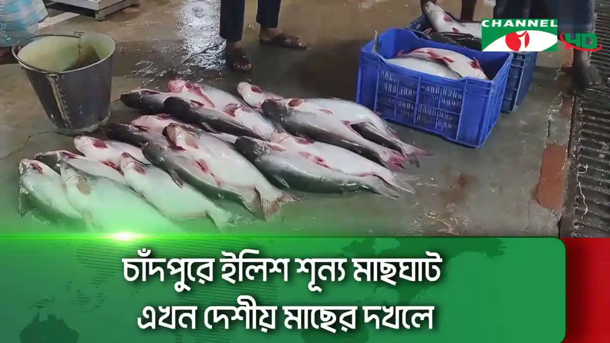 চাঁদপুরের মাছঘাটে ইলিশ মাছের সংগ্রহ ও বিক্রয়. Channel i News - চ্যানেল আই নিউজ