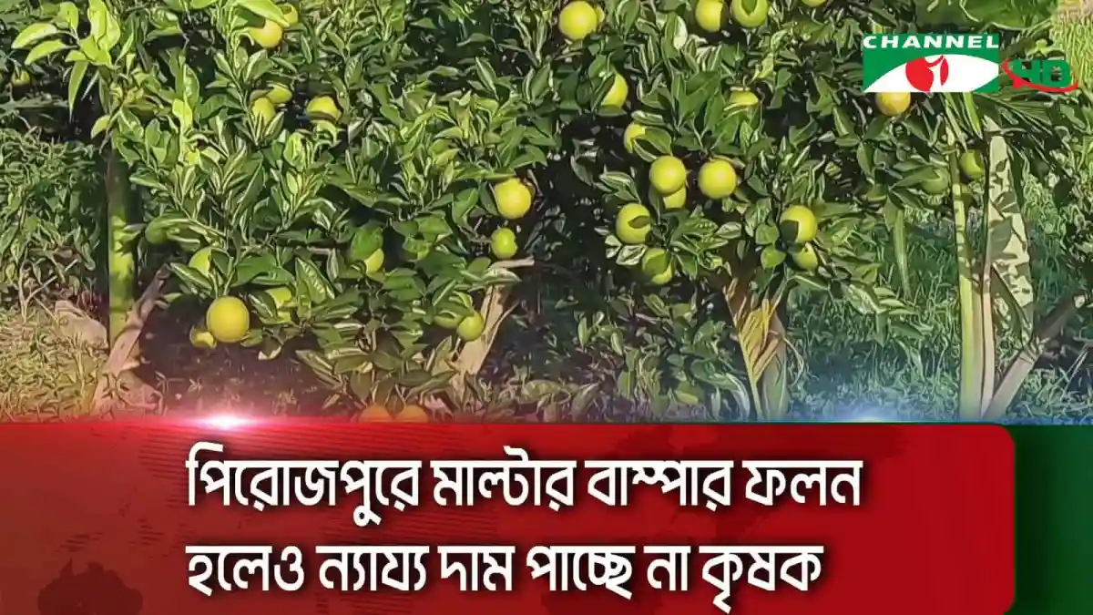 পিরোজপুরের কৃষকরা মাল্টার ফল সংগ্রহ করছেন. Channel i News - চ্যানেল আই নিউজ