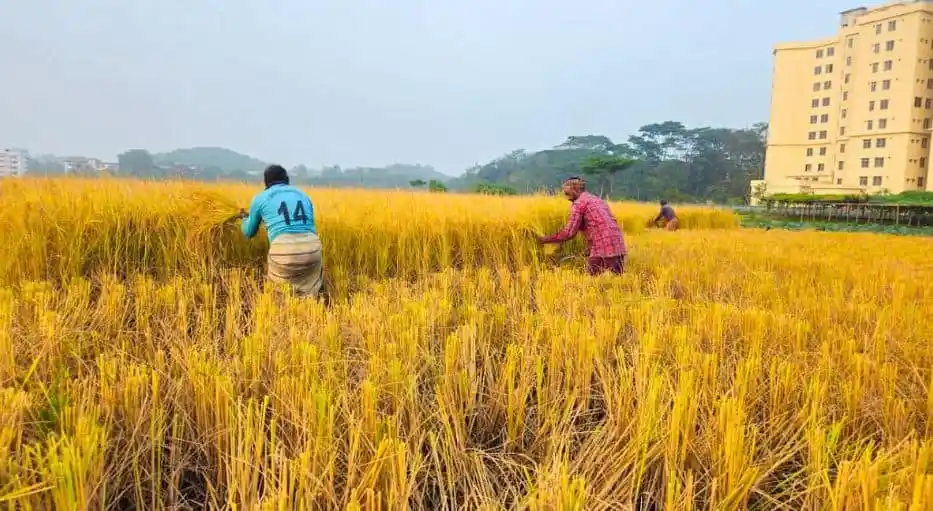 শাহজালাল বিশ্ববিদ্যালয় ক্যাম্পাসে ধান কাটছেন কৃষকরা. Channel i News - চ্যানেল আই নিউজ