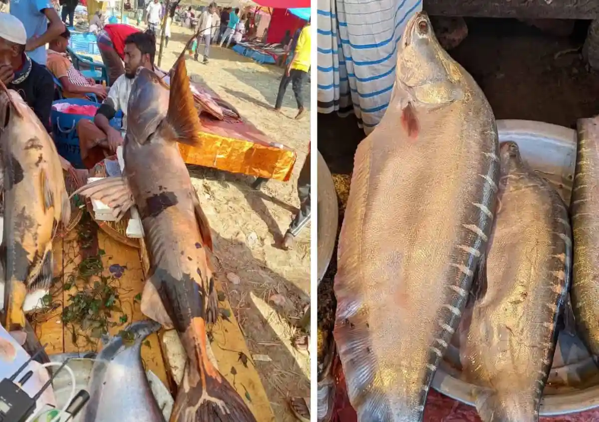 পৌষ সংক্রান্তির মাছের মেলা, বিভিন্ন প্রকার মাছ বিক্রির দৃশ্য।. Channel i News - চ্যানেল আই নিউজ