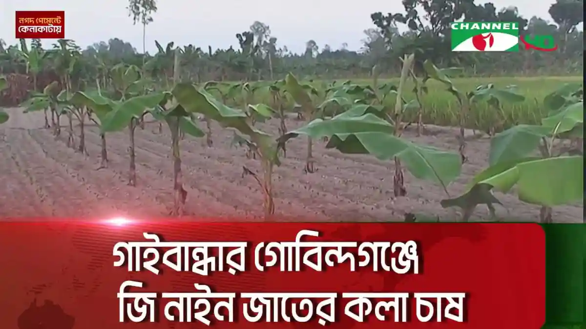 গাইবান্ধায় জি নাইন জাতের কলা গাছের ক্ষেত্র. Channel i News - চ্যানেল আই নিউজ