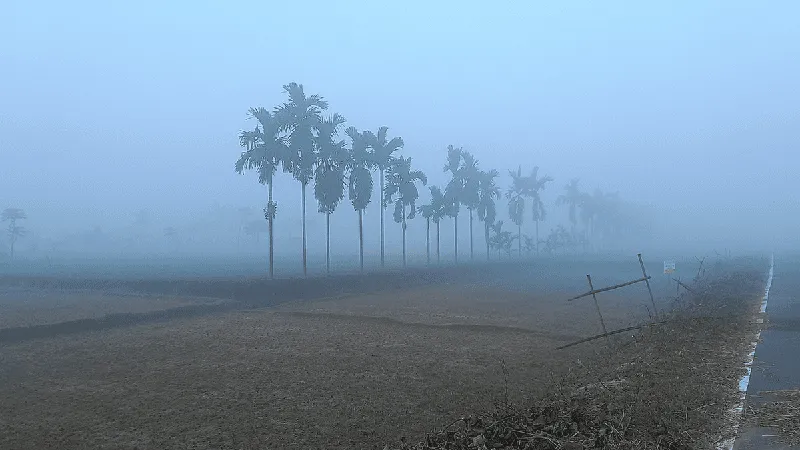 তেঁতুলিয়ায় ঘন কুয়াশাচ্ছন্ন মাঠ ও গাছপালা, শীতের প্রভাব. Channel i News - চ্যানেল আই নিউজ