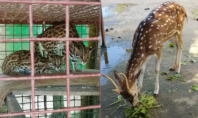 বন্যপ্রাণীদের ঠাণ্ডা থেকে রক্ষা করতে চিড়িয়াখানায় উষ্ণতা দিচ্ছে সিতেশ বাবুর চিড়িয়াখানা. Channel i News - চ্যানেল আই নিউজ