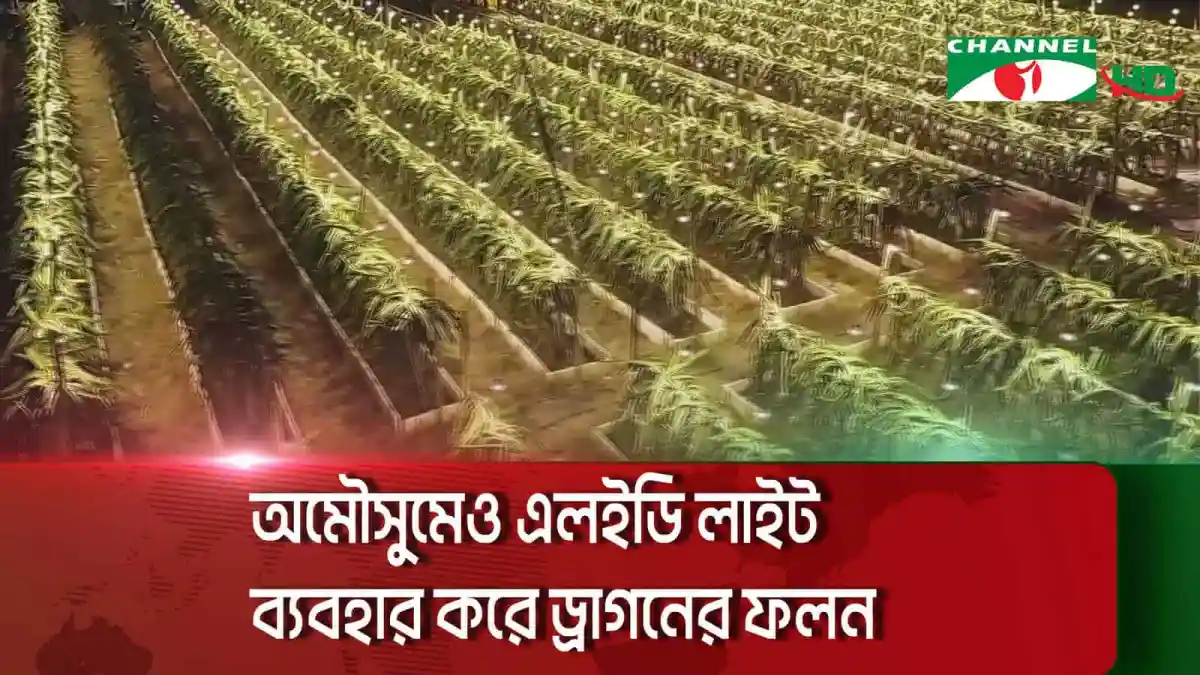 অমৌসুমে এলইডি লাইট ব্যবহার করে ড্রাগনের ফলন. Channel i News - চ্যানেল আই নিউজ