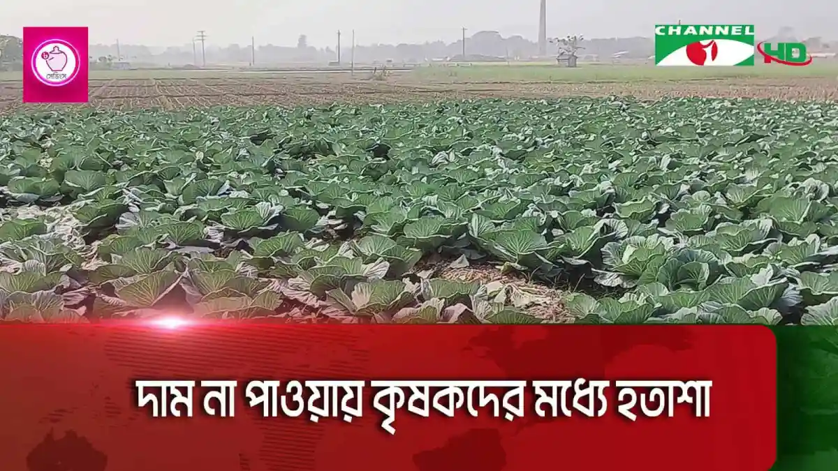 সাতক্ষীরায় কৃষকের শীতকালীন সবজির ক্ষেত, ন্যায্যমূল্য চায় তারা. Channel i News - চ্যানেল আই নিউজ