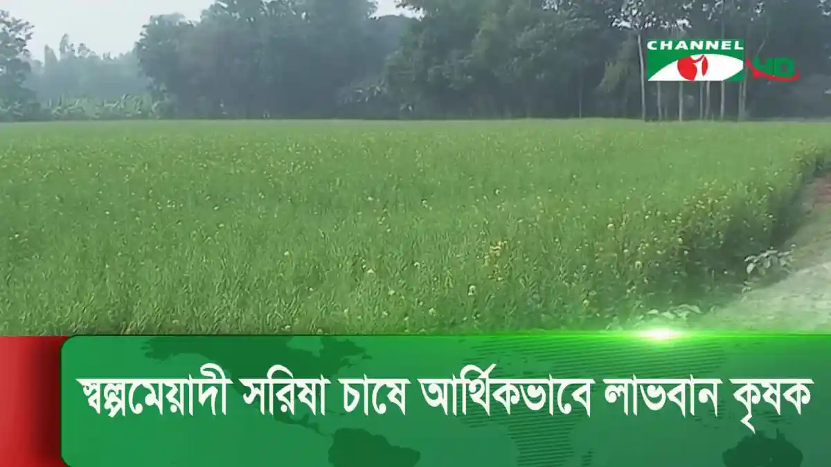 বাংলাদেশের কৃষি জমিতে ধান চাষের দৃশ্য, চ্যানেল আই অনলাইন. Channel i News - চ্যানেল আই নিউজ