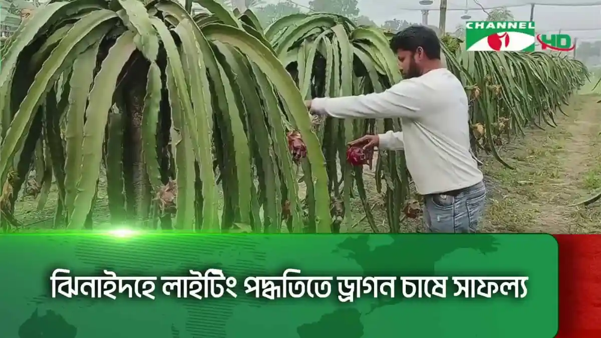 ঝিনাইদহে ড্রাগন গাছের লাইটিং পদ্ধতিতে চাষ. Channel i News - চ্যানেল আই নিউজ