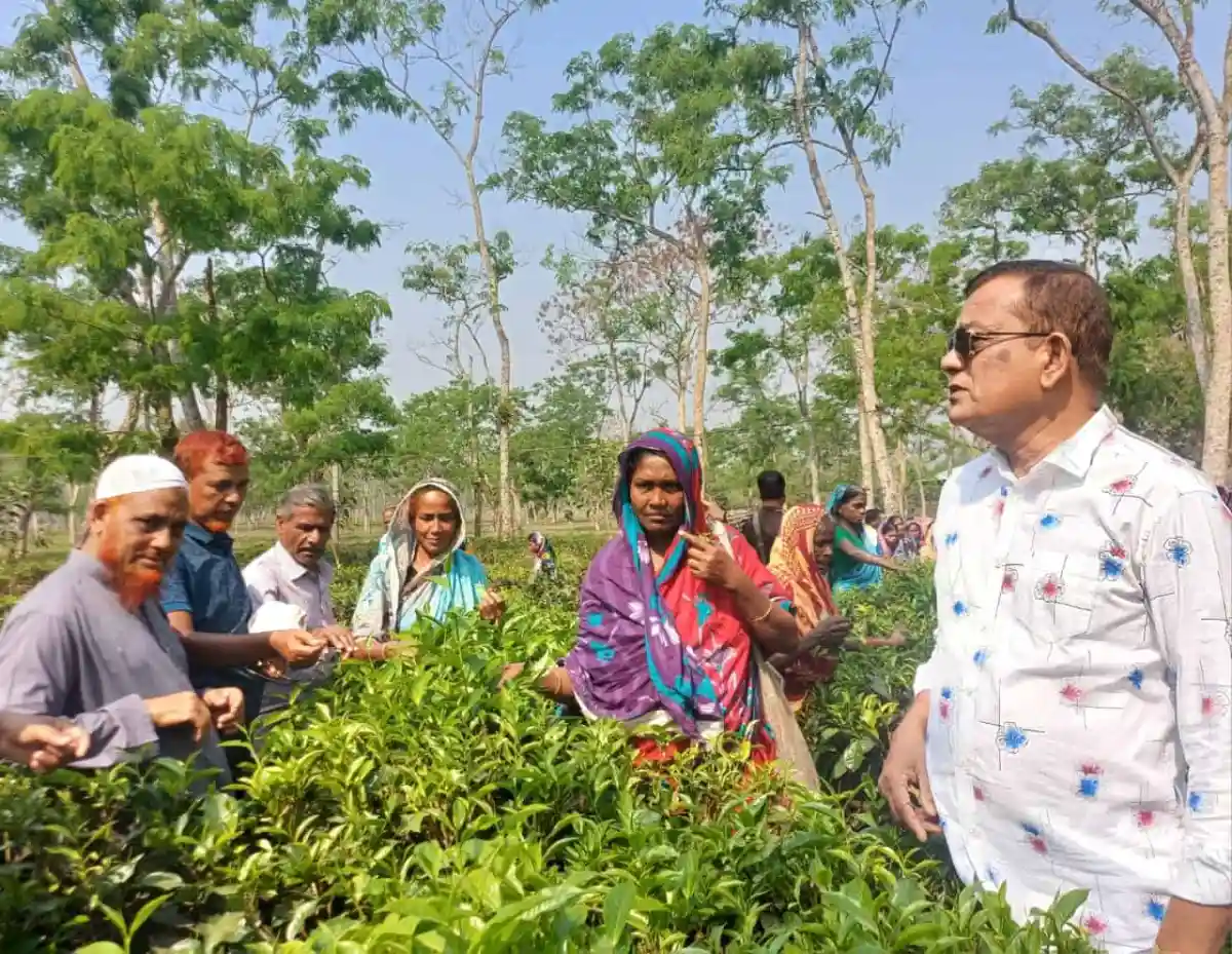 শ্রীমঙ্গলে নতুন বছরের চা পাতা উত্তোলন শুরু, কৃষকরা চা বাগানে কাজ করছেন. Channel i News - চ্যানেল আই নিউজ
