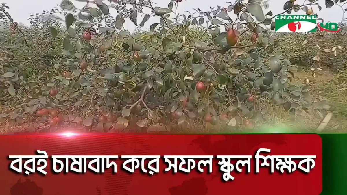 বরই গাছের ফল সংগ্রহের জন্য প্রস্তুত কৃষকের ছবি. Channel i News - চ্যানেল আই নিউজ
