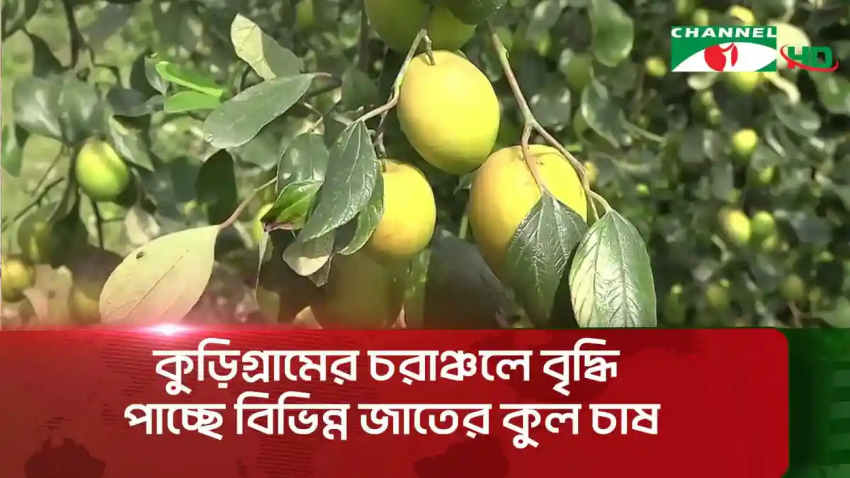 কুড়িগ্রামের চরাঞ্চলে কুলের গাছ ও ফলের ছবি. Channel i News - চ্যানেল আই নিউজ
