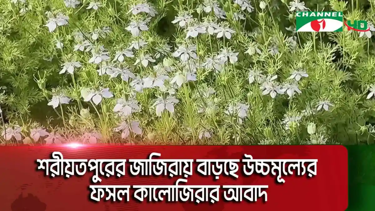 শরীয়তপুরে কালোজিরার আবাদ বৃদ্ধি, উচ্চমূল্যের ফসল. Channel i News - চ্যানেল আই নিউজ