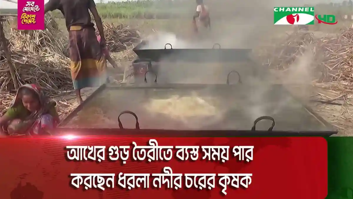 ধরলা নদীর চরে আখের গুড় তৈরির জন্য কৃষকরা কাজ করছে. Channel i News - চ্যানেল আই নিউজ