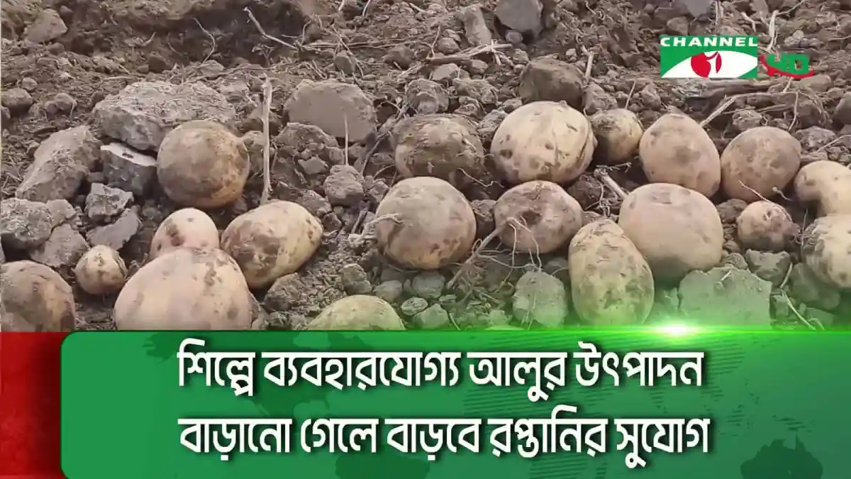 আলুর ক্ষেত থেকে সংগ্রহ করা আলু গাছের নিচে পড়ে রয়েছে. Channel i News - চ্যানেল আই নিউজ