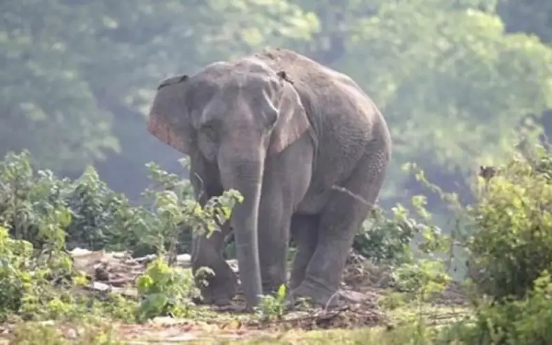 বন্যহাতির সঙ্গে যোগাযোগের জন্য বনাঞ্চলে অবস্থান করছে লোকজন. Channel i News - চ্যানেল আই নিউজ
