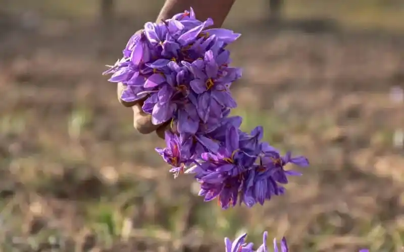 বাগানে জাফরানের ফুলের ঝুড়ি, বাংলাদেশি কৃষকের চাষের ছবি. Channel i News - চ্যানেল আই নিউজ