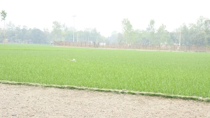 কৃষি মাঠে ঘাস ও ধানের দৃশ্য, বাংলাদেশের রঙিন প্রকৃতি. Channel i News - চ্যানেল আই নিউজ