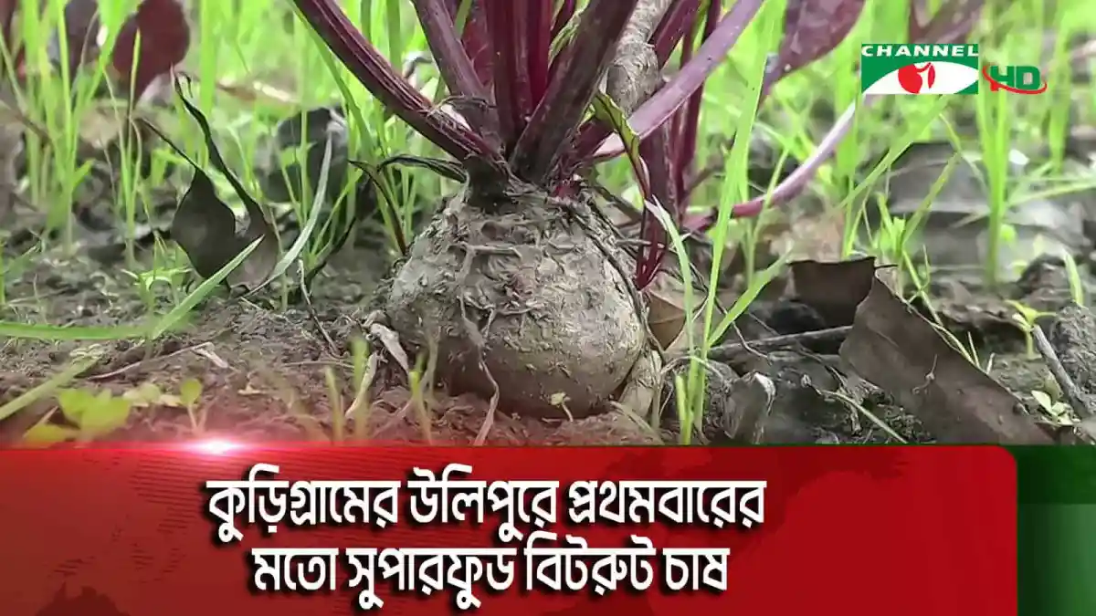 উলিপুরে সুপারফুড বিটরুটের প্রথম চাষের ছবি।. Channel i News - চ্যানেল আই নিউজ