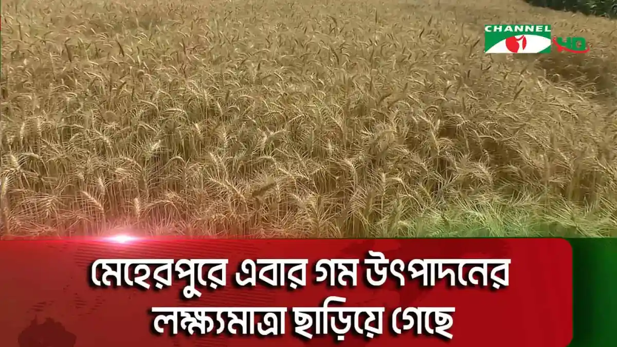 গম ক্ষেতের ছবি, মেহেরপুরে গম উৎপাদনের লক্ষ্যমাত্রা ছাড়িয়ে গেছে. Channel i News - চ্যানেল আই নিউজ