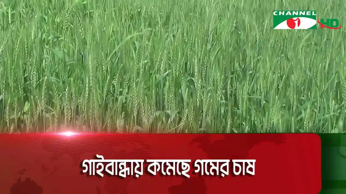 গাইবান্ধায় গমের ক্ষেত, চাষাবাদ কমে গেছে. Channel i News - চ্যানেল আই নিউজ