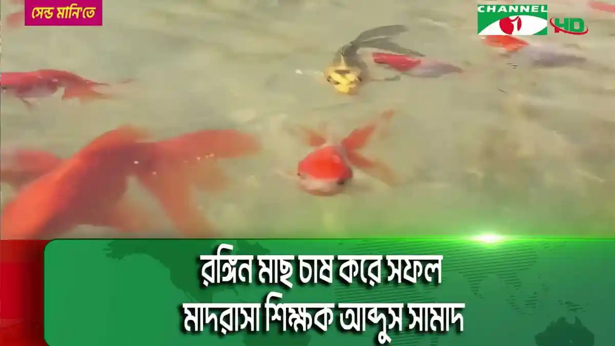 রঙিন মাছের ঝুড়ি জলাশয়ে মাছের চাষ।. Channel i News - চ্যানেল আই নিউজ