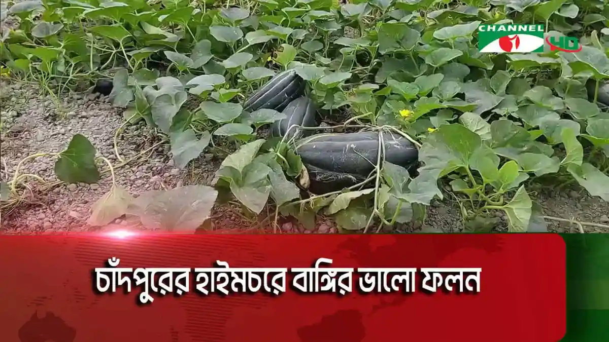 চাঁদপুরের হাইমচরে বাঙ্গির ভালো ফলন, সবজি ক্ষেতের ছবি. Channel i News - চ্যানেল আই নিউজ