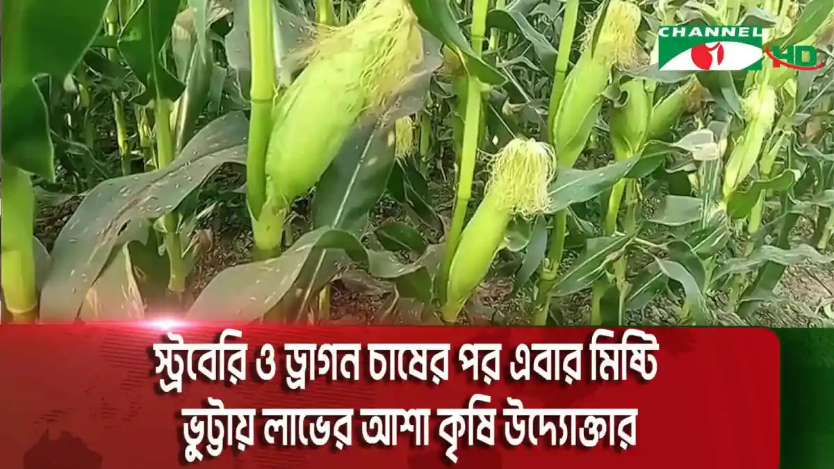 মিষ্টি ভুট্টা গাছের কুঁড়ি ও কচি ভুট্টা ফলের ছবি. Channel i News - চ্যানেল আই নিউজ