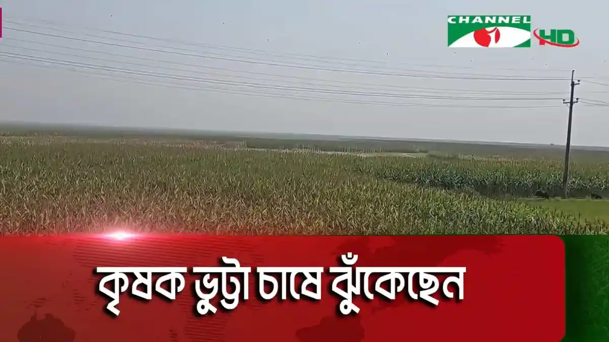 কৃষকের মাঠে ভুট্টার ক্ষেত, হাওরপাড়ের সুন্দর দৃশ্য. Channel i News - চ্যানেল আই নিউজ