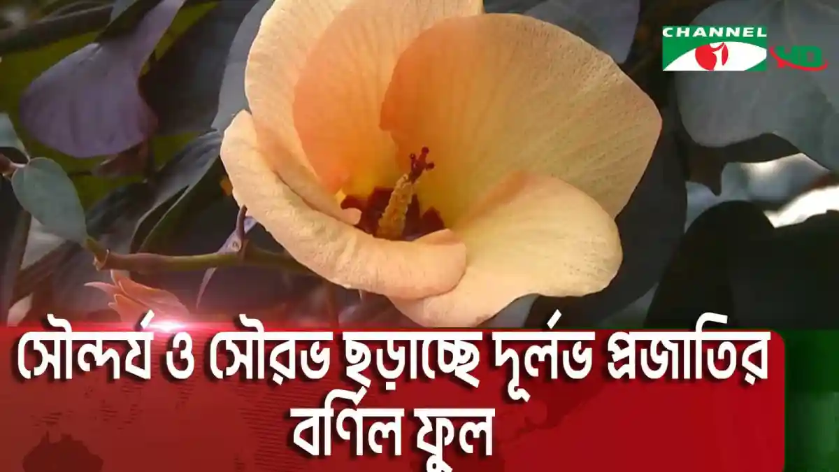 চ্যানেল আই অনলাইন: দূর্লভ ফুলের সৌন্দর্য রংপুরের রোকেয়া বিশ্ববিদ্যালয়ে. Channel i News - চ্যানেল আই নিউজ