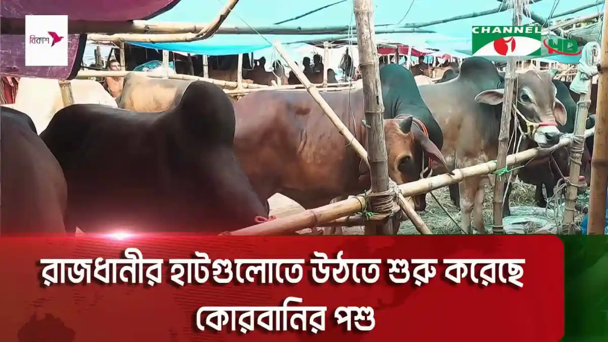 গরু ও ছাগল বিক্রির জন্য হাটে রাখা হয়েছে. Channel i News - চ্যানেল আই নিউজ