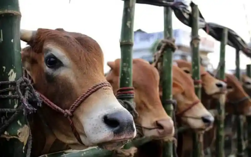 কোরবানির পশু গরু ও ছাগল বাঁধা অবস্থায়. Channel i News - চ্যানেল আই নিউজ