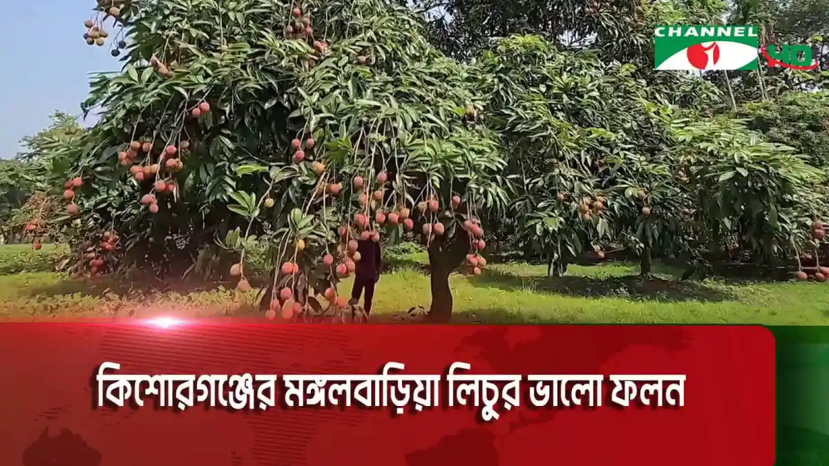 কিশোরগঞ্জের লিচু গাছের ঝুলন্ত লিচু ফল. Channel i News - চ্যানেল আই নিউজ