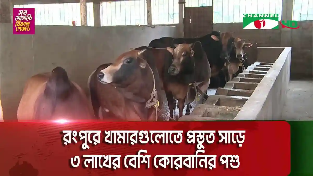 রংপুরের খামারে সাড়ে ৩ লাখের বেশি কোরবানির পশু প্রস্তুত. Channel i News - চ্যানেল আই নিউজ