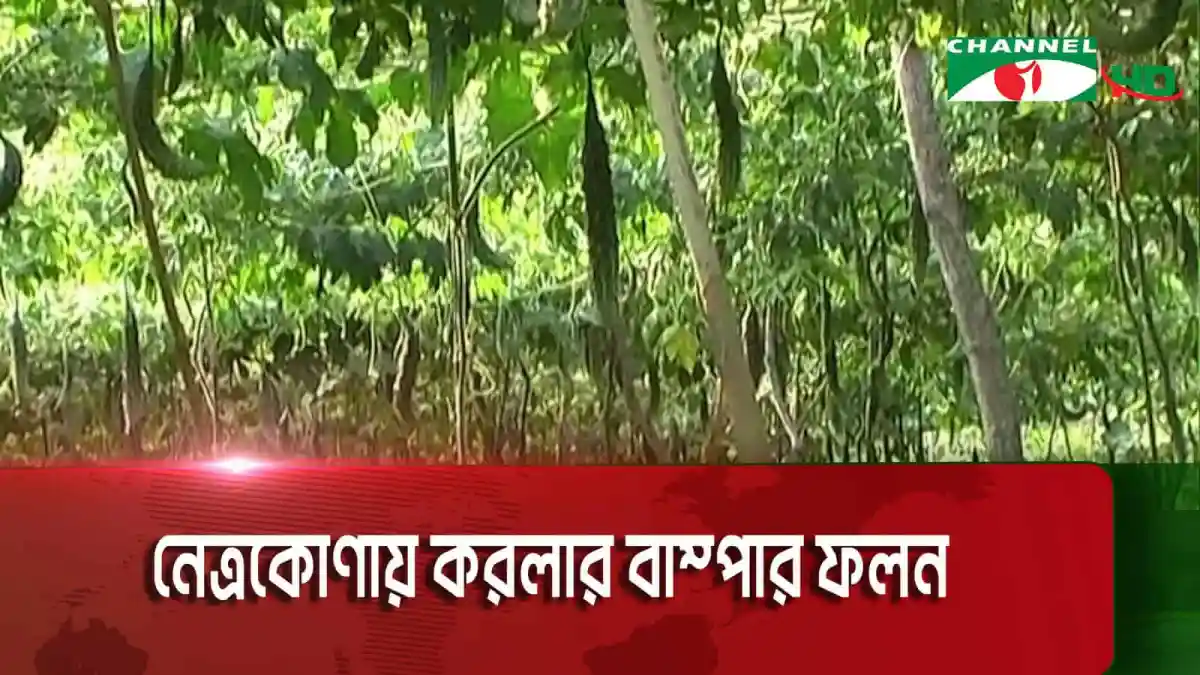 নেত্রকোণায় করলার বাম্পার ফলন, সবুজ গাছের ঝুড়ি. Channel i News - চ্যানেল আই নিউজ