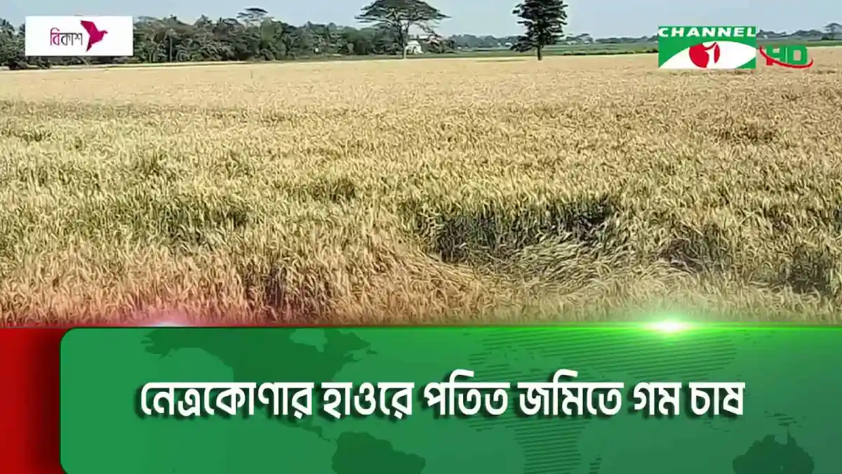 নেত্রকোণার হাওরে বিস্তীর্ণ গম ক্ষেত্রের ছবি. Channel i News - চ্যানেল আই নিউজ