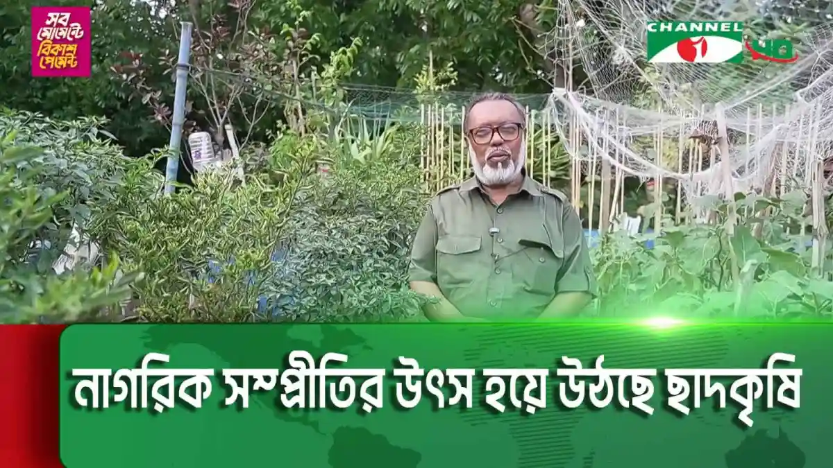 নাগরিকদের পারস্পারিক বন্ধন ও ভাগাভাগির দৃষ্টান্ত সৃষ্টি করছে ছাদকৃষি. Channel i News - চ্যানেল আই নিউজ