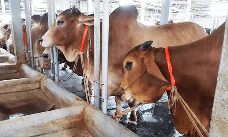 কোরবানি জন্য গরু ও ছাগল প্রস্তুত করা হচ্ছে. Channel i News - চ্যানেল আই নিউজ