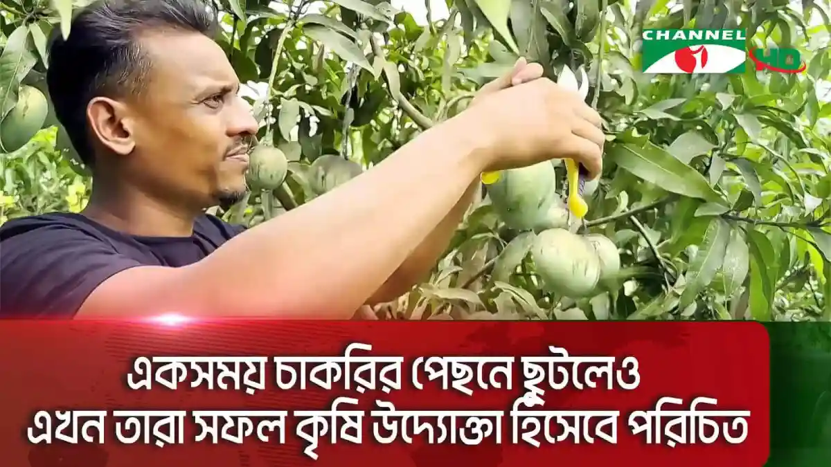 বোয়ালখালীর খিতাবচরে তরুণ কৃষি উদ্যোক্তা টমেটো চাষ করছেন. Channel i News - চ্যানেল আই নিউজ