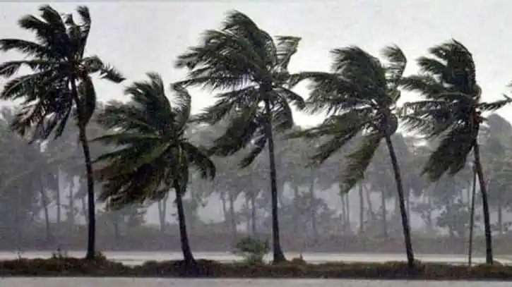 বাতাসে দুলছে পাম গাছের শাখা, ঝড়ের সময়ের দৃশ্য. Channel i News - চ্যানেল আই নিউজ