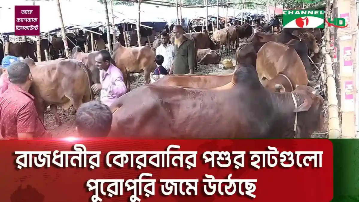 গরু বিক্রির জন্য পশুর হাটে ক্রেতা ও বিক্রেতাদের ভিড়. Channel i News - চ্যানেল আই নিউজ