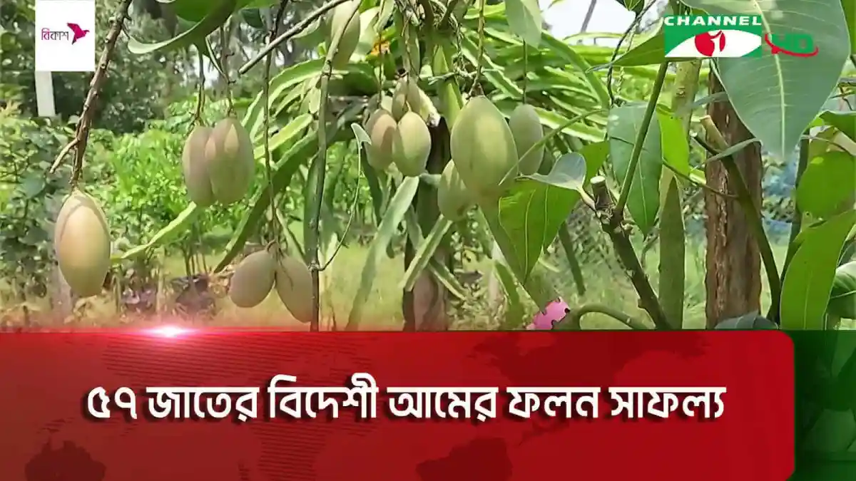 বাংলাদেশে বিদেশী আমের ফলন ও ফলের ছবি, চ্যানেল আই অনলাইন. Channel i News - চ্যানেল আই নিউজ