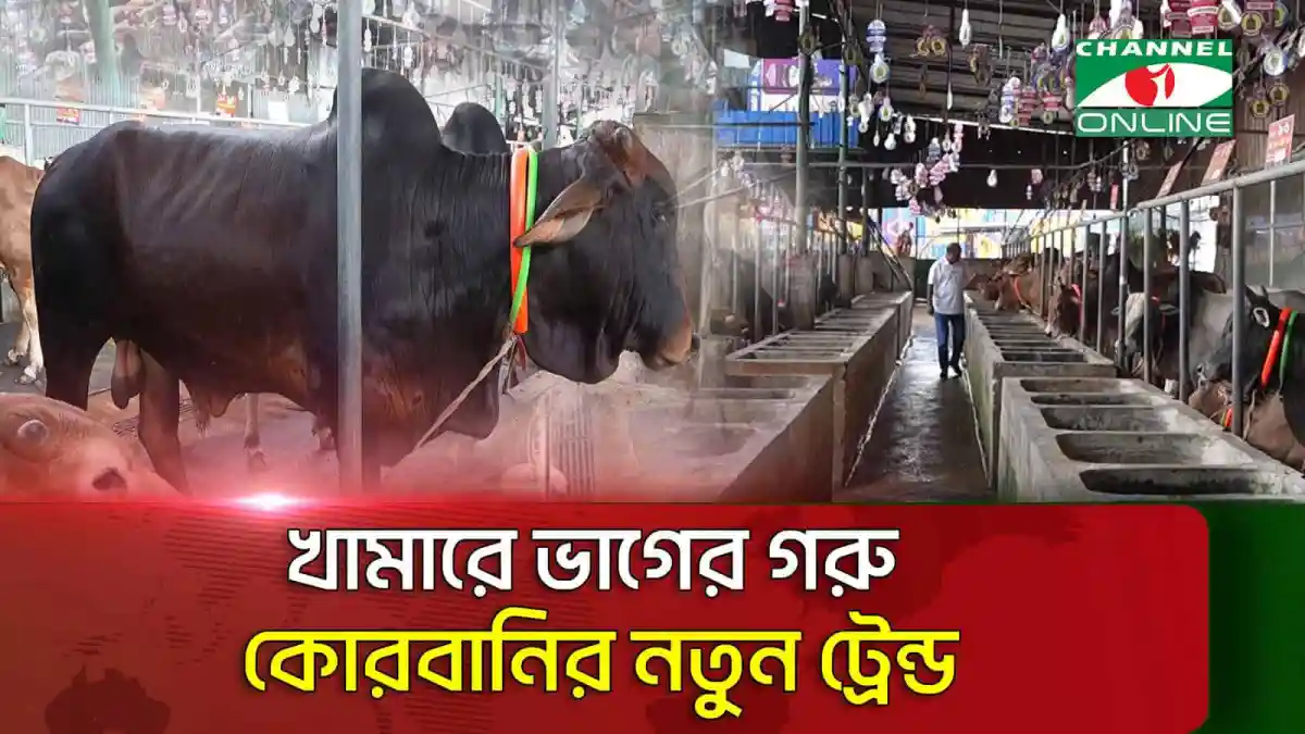 খামারে ভেড়ার জন্য করোনার নতুন ট্রেন্ড, স্বাস্থ্য সচেতনতা বৃদ্ধি. Channel i News - চ্যানেল আই নিউজ