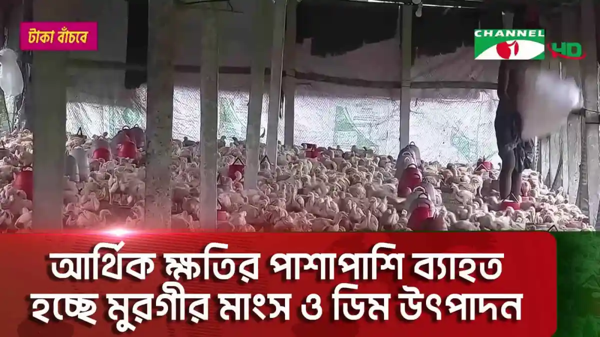 নোয়াখালীতে খামারে গরমে মুরগীর মৃত্যু, লোডশেডিংয়ের কারণে সমস্যা. Channel i News - চ্যানেল আই নিউজ