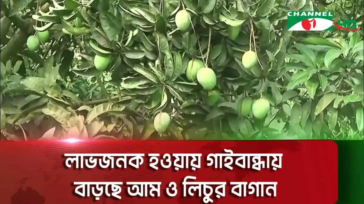 গাইবান্ধায় আম ও লিচুর বাগানে ফলের ঝুড়ি ও গাছের ছবি. Channel i News - চ্যানেল আই নিউজ