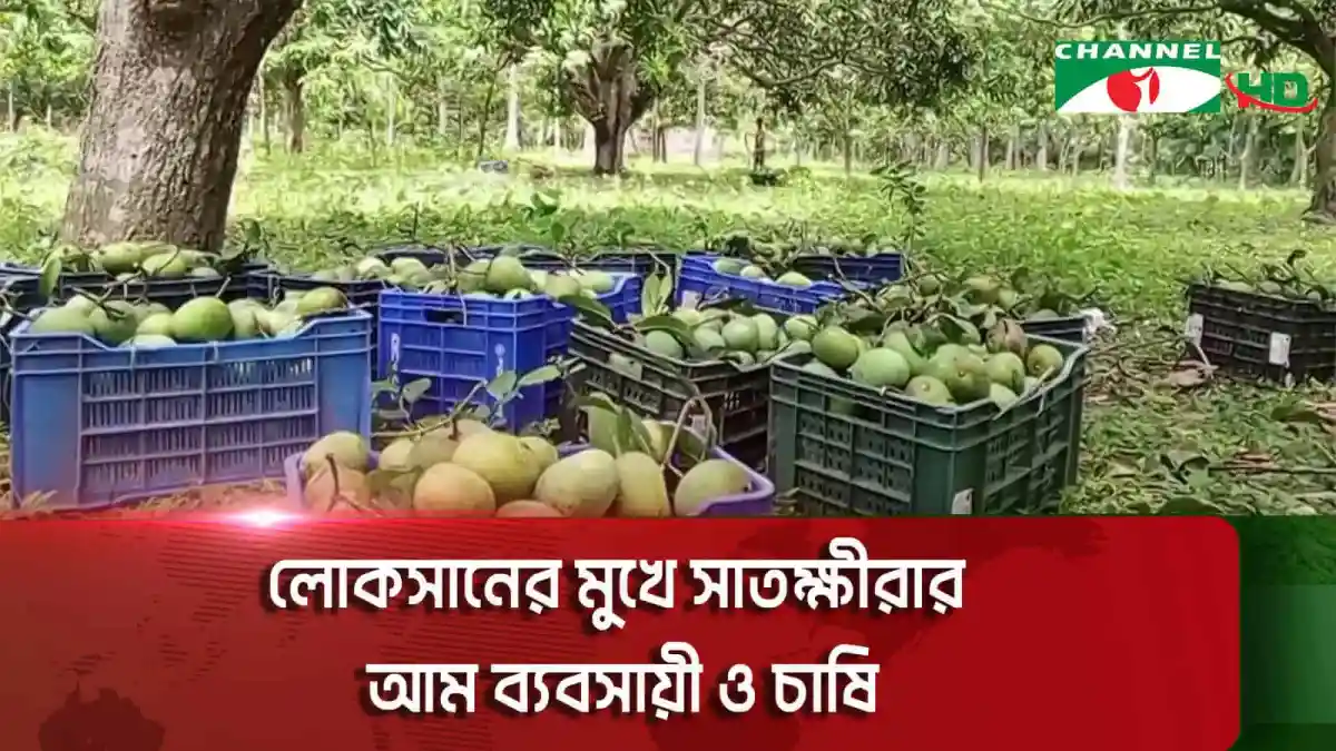 সাতক্ষীরার আম বাগানে আম সংগ্রহের দৃশ্য, চাষি ও শ্রমিকরা কাজ করছে. Channel i News - চ্যানেল আই নিউজ