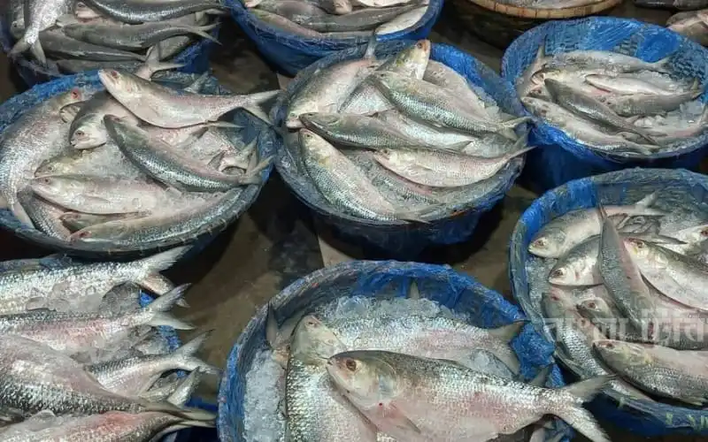 Fresh hilsa fish displayed in blue baskets at a market in Bangladesh. Channel i News - চ্যানেল আই নিউজ