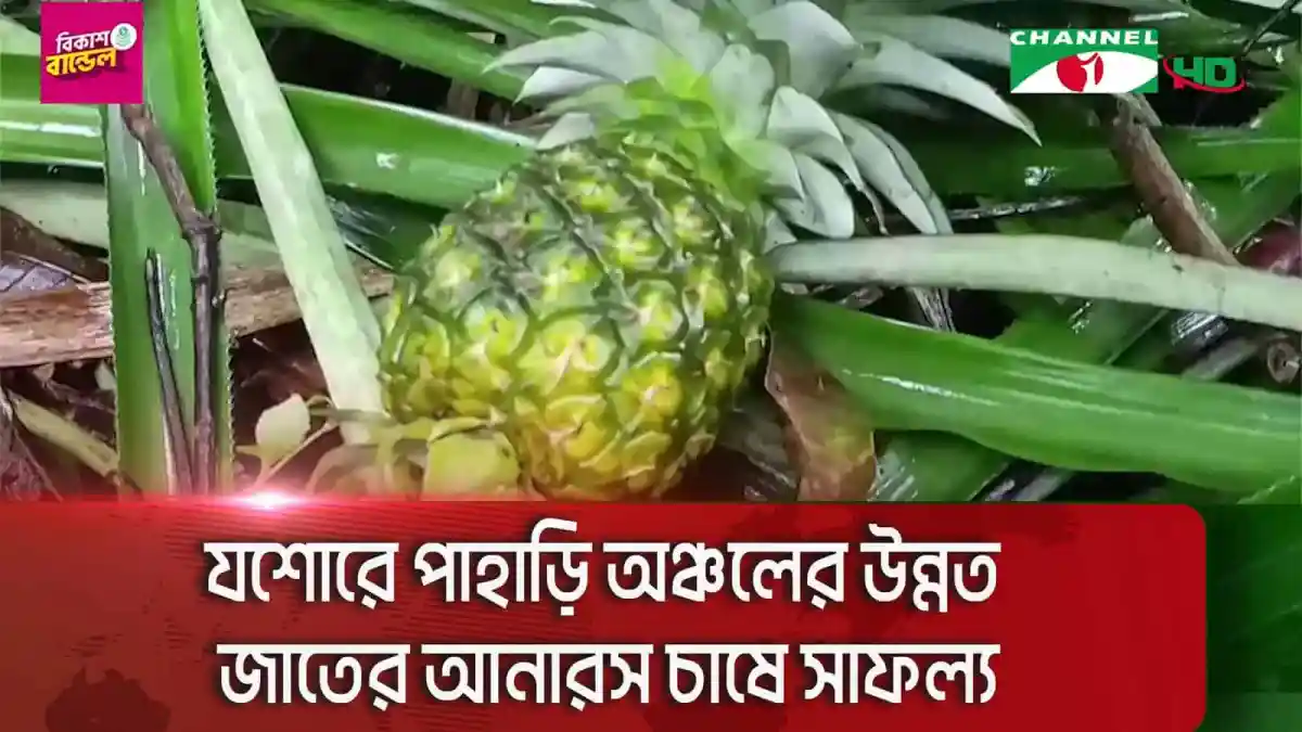 উন্নত জাতের আনারসের ফল যশোরের পাহাড়ি অঞ্চলে. Channel i News - চ্যানেল আই নিউজ