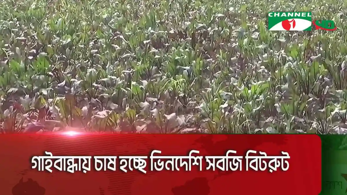 গাইবান্ধায় ভিনদেশি বিটরুট চাষের ক্ষেত্র. Channel i News - চ্যানেল আই নিউজ