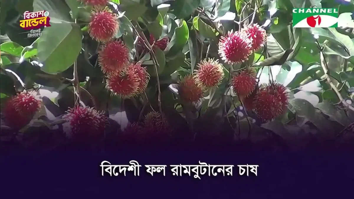 বাংলাদেশে বিদেশী ফল রামবুটানের চাষের ছবি. Channel i News - চ্যানেল আই নিউজ